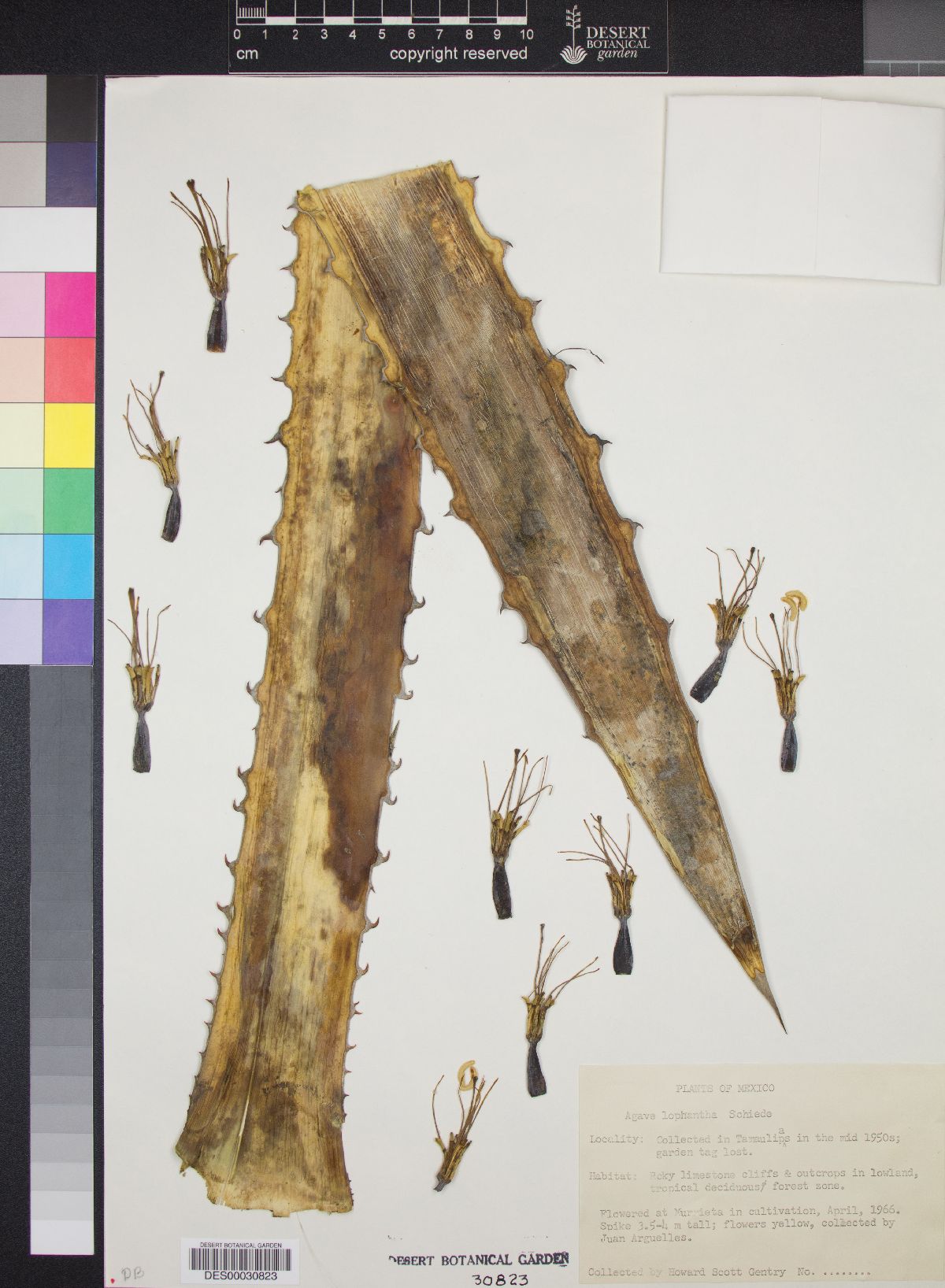 Agave univittata image