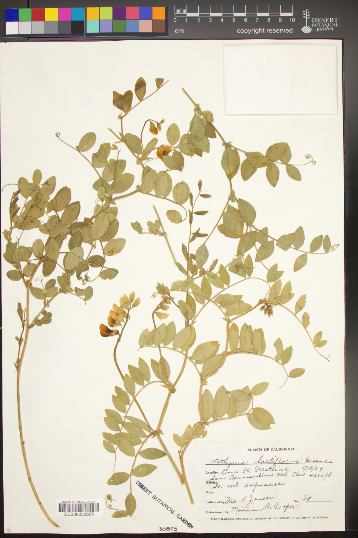 Lathyrus vestitus subsp. laetiflorus image