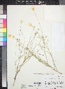 Tetraneuris linearifolia image