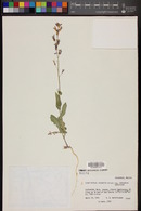Streptanthus carinatus subsp. carinatus image