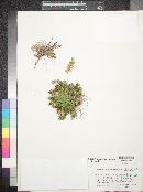 Selaginella lepidophylla image