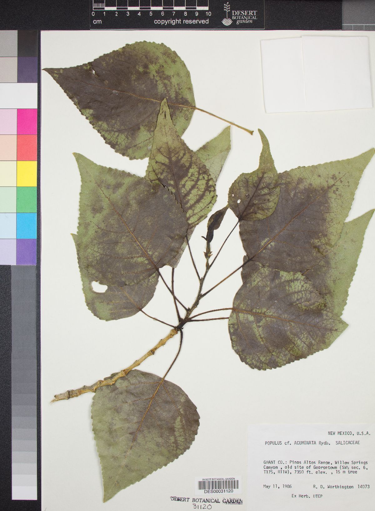 Populus x acuminata image