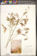Desmanthus bicornutus image