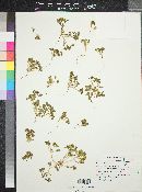 Phacelia glaberrima image