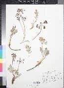 Lomatium foeniculaceum var. fimbriatum image