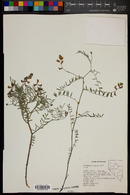 Astragalus pinonis image