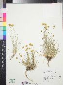 Erigeron linearis image