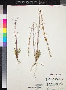 Penstemon distans image