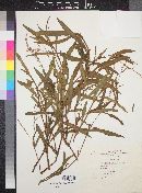 Polygonum salicifolium image