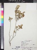 Leucophyllum revolutum image