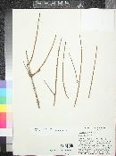 Ephedra nevadensis image