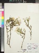 Leptodactylon californicum subsp. californicum image
