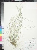 Muhlenbergia microsperma image