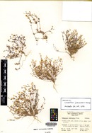 Linanthus jamauensis image