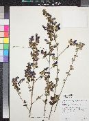 Ceanothus sorediatus image