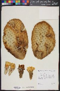 Opuntia leucotricha image