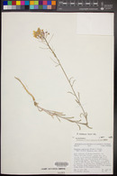 Erysimum asperum image