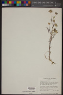 Trifolium mucronatum subsp. lacerum image