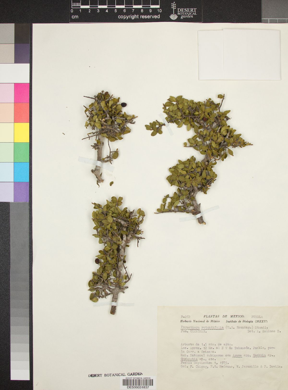 Forestiera rotundifolia image