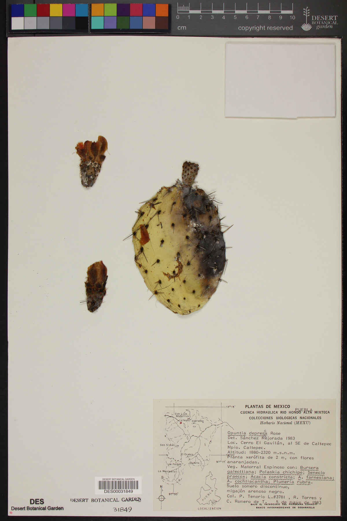 Opuntia depressa image
