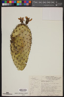 Opuntia pilifera image