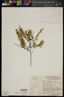 Baccharis ramulosa image