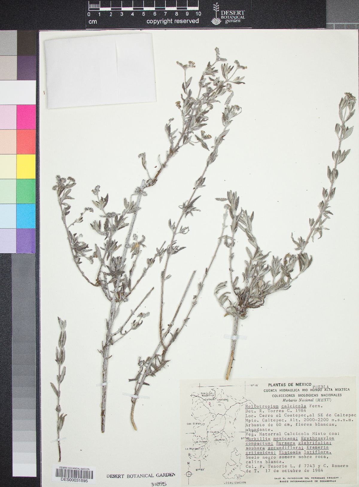 Heliotropium calcicola image