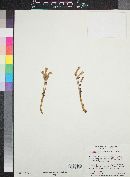 Orobanche fasciculata image