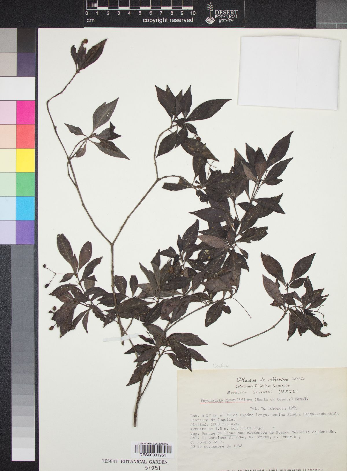 Psychotria graciliflora image