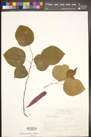 Cercis canadensis image