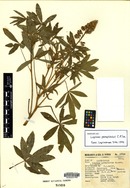 Lupinus exaltatus image