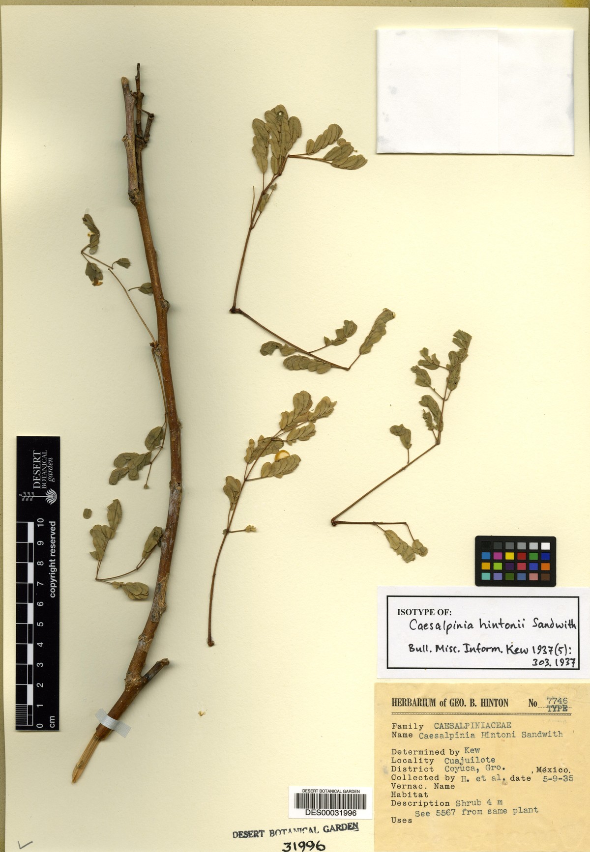 Caesalpinia hintonii image
