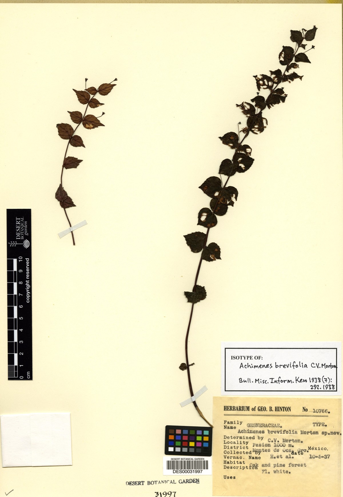 Achimenes brevifolia image
