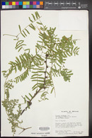 Prosopis glandulosa var. torreyana image