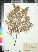 Abies concolor image