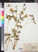 Aquilegia pubescens image