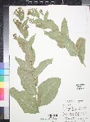 Brickellia amplexicaulis image