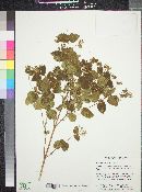 Guardiola platyphylla image