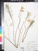 Asclepias linaria image