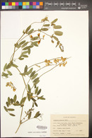 Lathyrus vestitus subsp. alefeldii image