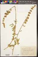 Lupinus longifolius image