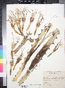 Agave salmiana subsp. crassispina image