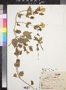 Mirabilis multiflora image