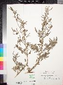 Ambrosia acanthicarpa image