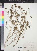 Cordylanthus filifolius image