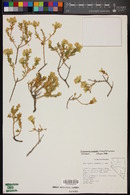 Ericameria cervina image