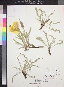 Oenothera howardii image