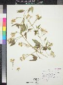 Clematis ligusticifolia image