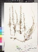 Artemisia carruthii image