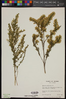 Baccharis pteronioides image